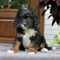 Cody, a male Cavapoo for sale in Narvon, PA – 4 of 6