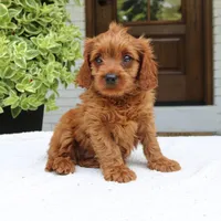 Mason, a male Cavapoo for sale in Narvon, PA – 5 of 6