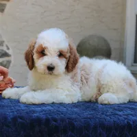 Dora, a female Goldendoodle for sale in Narvon, PA – 3 of 5