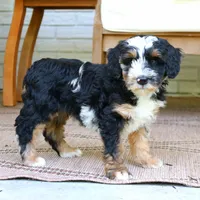 Earl II, a male Bernedoodle for sale in Narvon, PA – 7 of 7