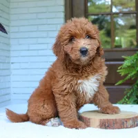Amy, a female Miniature Goldendoodle for sale in Narvon, PA – 6 of 6