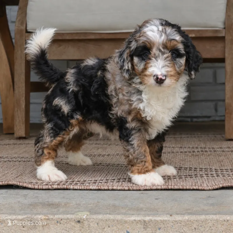 Milo – Miniature Bernedoodle puppy for sale in Narvon, PA