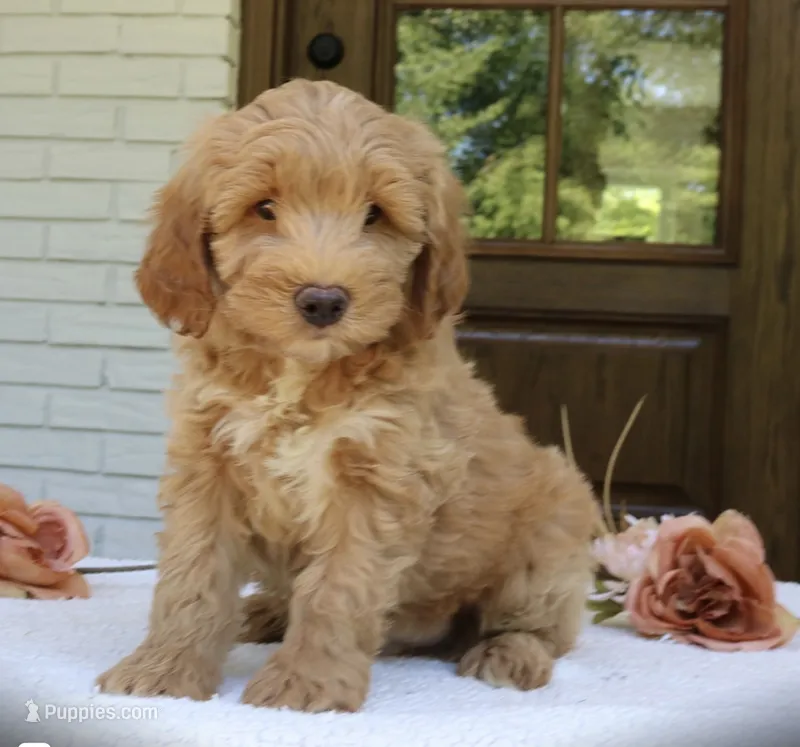 Teddy mini f1b – Miniature Goldendoodle puppy for sale in Narvon, PA