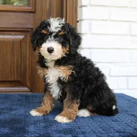 Shadow, a male Miniature Bernedoodle for sale in Narvon, PA – 8 of 9