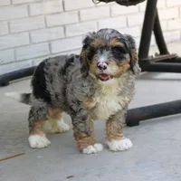 Duke, a male Bernedoodle for sale in Narvon, PA – 5 of 8
