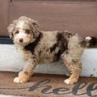 Polly, a female Miniature Bernedoodle for sale in Narvon, PA – 2 of 9