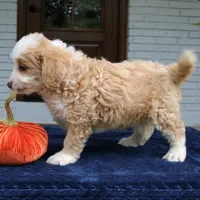 Moose, a male Miniature Bernedoodle for sale in Narvon, PA – 2 of 8