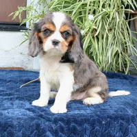 Juno, a male Cavalier King Charles Spaniel for sale in Narvon, PA – 7 of 10