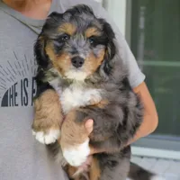 Gus, a male Bernedoodle for sale in Narvon, PA – 8 of 8