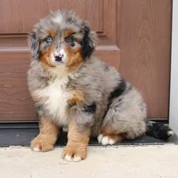 Cassie, a female Bernedoodle for sale in Narvon, PA – 2 of 4
