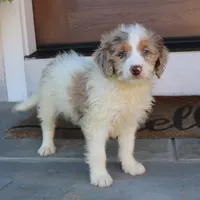 Bear, a male Miniature Bernedoodle for sale in Narvon, PA – 5 of 6