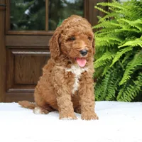 Walter, a male Miniature Goldendoodle for sale in Narvon, PA – 5 of 10