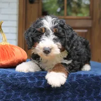 Panda, a male Miniature Bernedoodle for sale in Narvon, PA – 3 of 10