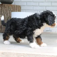 Panda, a male Miniature Bernedoodle for sale in Narvon, PA – 2 of 10