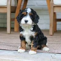 Clover, a female Cavapoo for sale in Narvon, PA – 4 of 9
