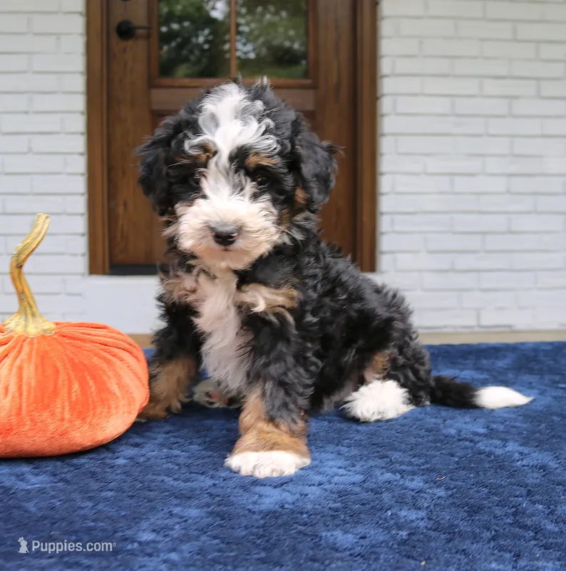 Paisley – Miniature Bernedoodle puppy for sale in Narvon, PA