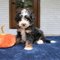 Paisley, a female Miniature Bernedoodle for sale in Narvon, PA – 1 of 6