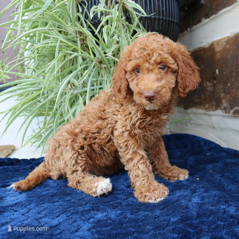 Hugo – Goldendoodle puppy for sale in Narvon, PA