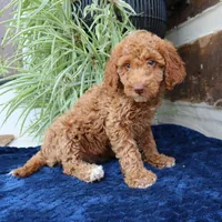 Hugo, a male Goldendoodle for sale in Narvon, PA – 1 of 6