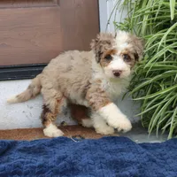 Penny, a female Miniature Bernedoodle for sale in Narvon, PA – 6 of 9