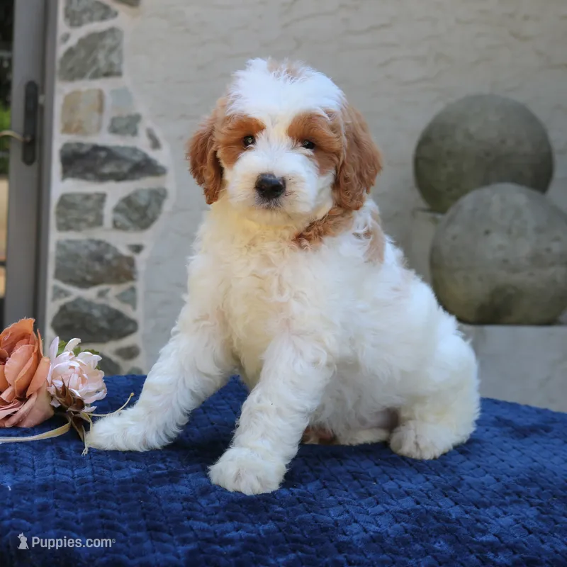 Dawson – Goldendoodle puppy for sale in Narvon, PA