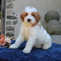 Dawson, a male Goldendoodle for sale in Narvon, PA – 1 of 5