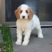 Sasha, a female Goldendoodle for sale in Narvon, PA – 5 of 10