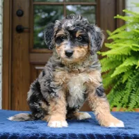 Roland, a male Bernedoodle for sale in Narvon, PA – 6 of 9
