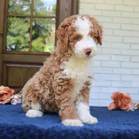 Bella, a female Bernedoodle for sale in Narvon, PA – 4 of 9