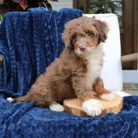Dexter, a male Miniature Bernedoodle for sale in Narvon, PA – 3 of 7