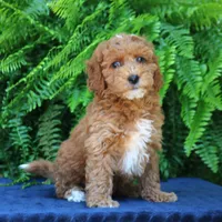 Nelly, a female Goldendoodle for sale in Narvon, PA – 9 of 9