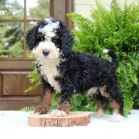Buster, a male Bernedoodle for sale in Narvon, PA – 5 of 5