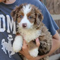 Bella, a female Miniature Bernedoodle for sale in Narvon, PA – 2 of 5
