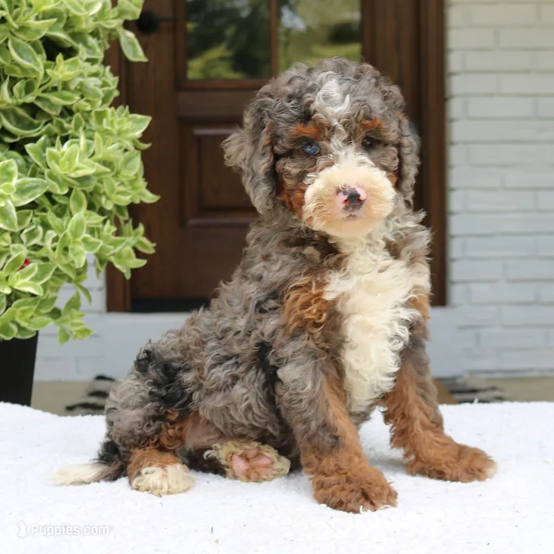 Luke – Bernedoodle puppy for sale in Narvon, PA