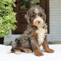 Luke, a male Bernedoodle for sale in Narvon, PA – 1 of 6