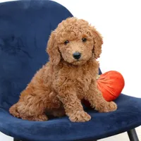Landon, a male Miniature Goldendoodle for sale in Narvon, PA – 4 of 4