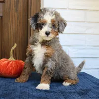 Stella, a female Miniature Bernedoodle for sale in Narvon, PA – 6 of 6