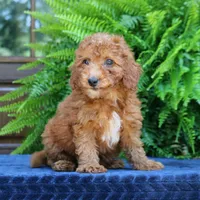 Nala, a female Goldendoodle for sale in Narvon, PA – 8 of 9
