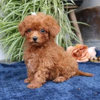 Kody, a male Cavapoo for sale in Narvon, PA – 8 of 8