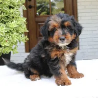 Leo, a male Bernedoodle for sale in Narvon, PA – 2 of 6