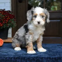 Gemma, a female Bernedoodle for sale in Narvon, PA – 4 of 8