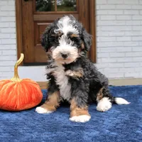 Paisley, a female Miniature Bernedoodle for sale in Narvon, PA – 4 of 6