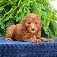Nala, a female Goldendoodle for sale in Narvon, PA – 7 of 9