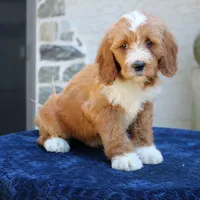 Shadow, a male Goldendoodle for sale in Narvon, PA – 4 of 10