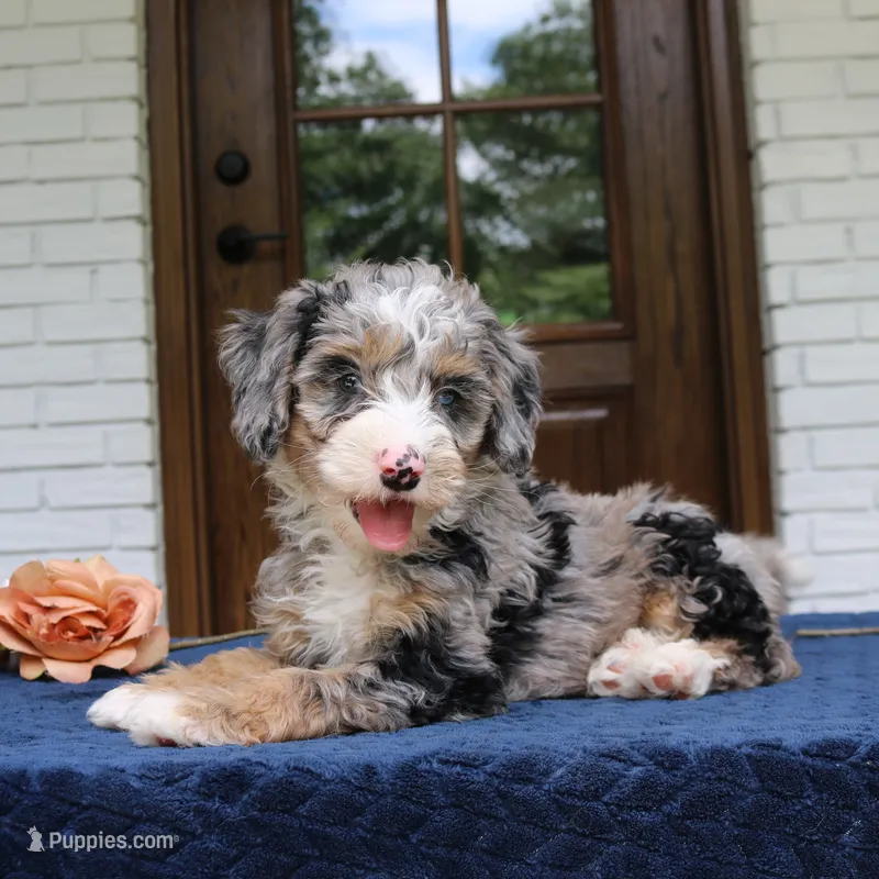 Edgar – Miniature Bernedoodle puppy for sale in Narvon, PA