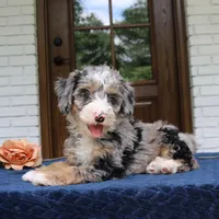 Edgar, a male Miniature Bernedoodle for sale in Narvon, PA – 1 of 5