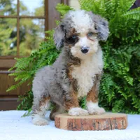 Blake, a male Bernedoodle for sale in Narvon, PA – 3 of 9