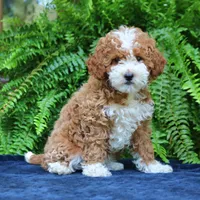 Jolene, a female Cavapoo for sale in Narvon, PA – 3 of 8
