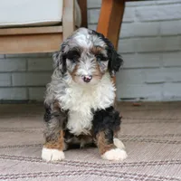 Milo, a male Miniature Bernedoodle for sale in Narvon, PA – 10 of 10