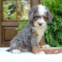 Buddy, a male Bernedoodle for sale in Narvon, PA – 3 of 9